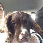 Profile Picture of Bruce Springersteen (@brucespringerstirz) on Instagram