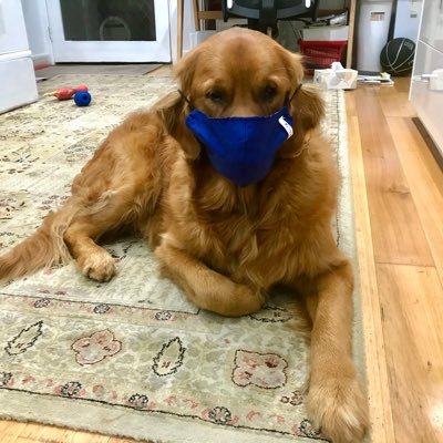 Profile Picture of Miss Bailey Woof OAM (@mattnicholls) on Twitter