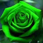 Profile Picture of Rose Lang (@@greenadore) on Tiktok