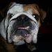 Profile Picture of Joseph Shanley (@jlshan032163) on Pinterest