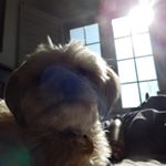 Profile Picture of Brandy (@chewysx) on Instagram