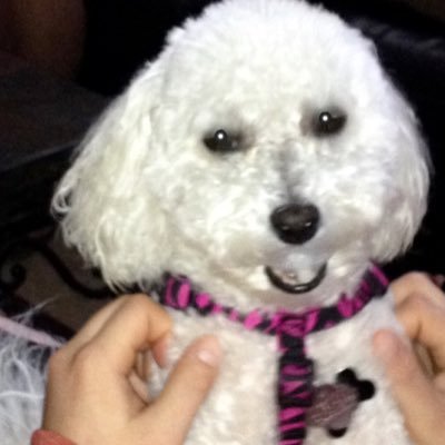 Profile Picture of Diane Jaeger (@dljflorida) on Twitter
