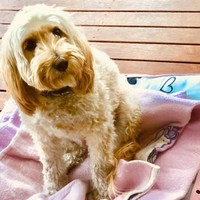 Profile Picture of Mikayla Paul (@mikayla-paul-2) on Quora