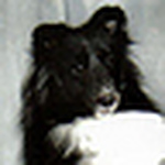 Profile Picture of senojshelties (@senojshelties) on Flickr