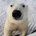 Profile Picture of Polar Bears (@polar.bears) on Instagram