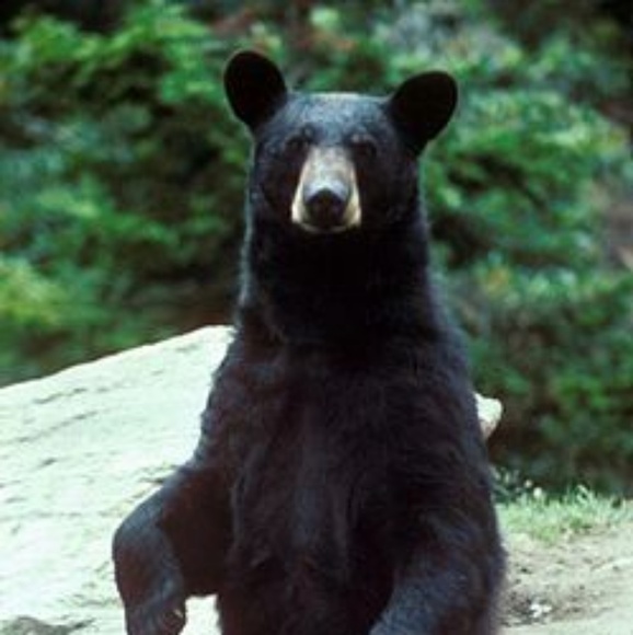 Profile Picture of Asami Tamura (@momoricious) on Poshmark