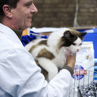Profile Picture of Daniel Guggenheim (@teddypaws_cats) on Twitter