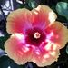 Profile Picture of Amy Pitcher (@klkf23) on Pinterest