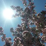 Profile Picture of Vicki Keller (@vicki.lane3) on Instagram