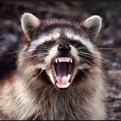 Profile Picture of Daniel (@_Daniel_Coon_) on Twitter