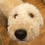 Profile Picture of Kerri (@world_of_noodle) on Instagram