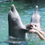 Profile Picture of Carole Beasley (@dixiebelle9852) on Instagram