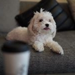 Profile Picture of Brian (@goretexscotchndogge) on Instagram
