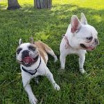 Profile Picture of Adventures of Bogart & Dawn (@livinlavidafrenchies) on Instagram