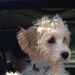 Profile Picture of Joan McSweeney (@JoanMcSweeney) on Pinterest