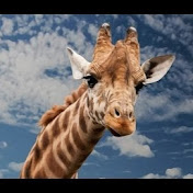 Profile Picture of Juan Aceituno (@juanaceituno2564) on Youtube