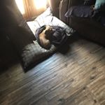 Profile Picture of Pat Chandler (@pahc217) on Instagram
