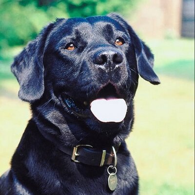 Profile Picture of Steven Hylton (@fours00th) on Twitter