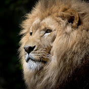 Robla - Youtube Profile Picture of Robla (@robla193) on Youtube