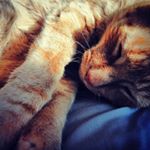 jodie - Instagram Profile Picture of jodie (@jodie.wales) on Instagram