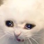 Profile Picture of Thomas Hovey (@fauxalphacrane) on Twitter