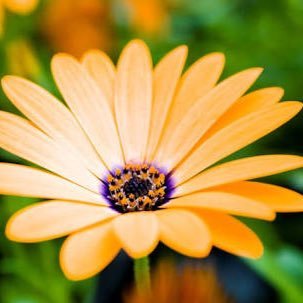 Profile Picture of Ayla Sarı (@aylaasari) on Twitter