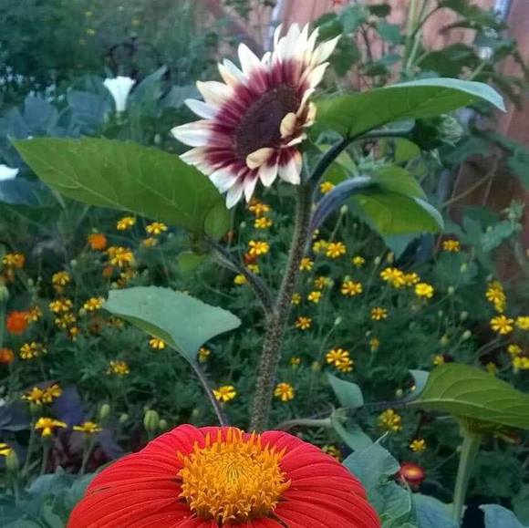 Julie Tarshish - Poshmark Profile Picture of Julie Tarshish (@julietarsh46) on Poshmark