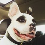 Profile Picture of Nathaniel Winston Shaw (@natethefrenchie) on Instagram