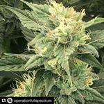 jef.fweed - Instagram Profile Picture of jef.fweed (@jef.fweed) on Instagram