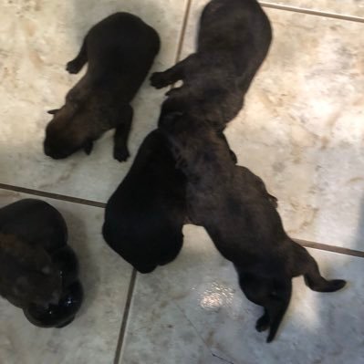 Profile Picture of Chris Dowdy (@chrisdowdy18) on Twitter