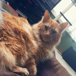 Profile Picture of Horton The Kitty (@hortonthekitty) on Instagram