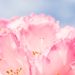 Profile Picture of Danielle Holbrook (@capriciousd) on Pinterest