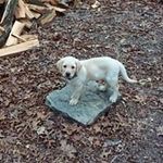 Profile Picture of Joe Hamel (@jhamel4241) on Instagram