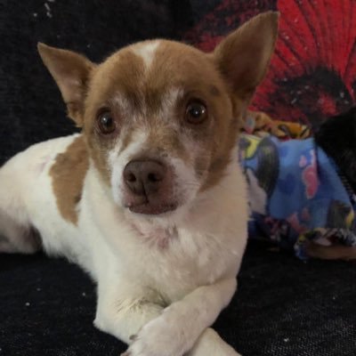 Silvia Haro - Twitter Profile Picture of Silvia Haro (@silviaharo18) on Twitter