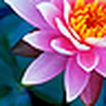 Profile Picture of Alotus_poetry (@alotus_poetry) on Flickr