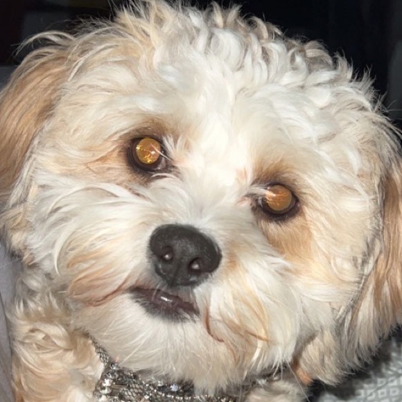 Profile Picture of Carly Pflanz (@carly_pflanz) on Poshmark