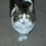 Profile Picture of Amber Dombrowski (@amber.dombrowski.50) on Facebook