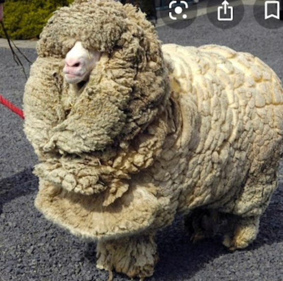 Profile Picture of Steven Feusi (@srfeusi) on Poshmark