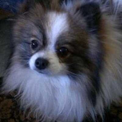 Profile Picture of H Stephen Toledo (@applespice) on Twitter