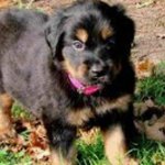 Profile Picture of Catherine Hilton (@_dog_lover2009) on Instagram