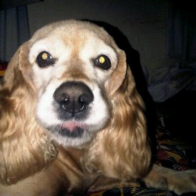 Profile Picture of Monique Hidalgo (@dinohp) on Twitter
