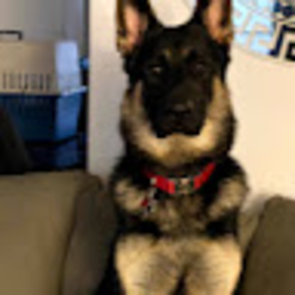 Laura Moskie - Poshmark Profile Picture of Laura Moskie (@lmoskie) on Poshmark