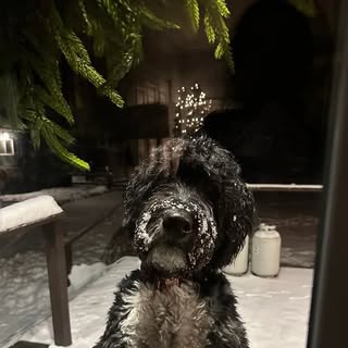 Profile Picture of Trisha Mackay Davidson (@davidson_trisha) on Instagram