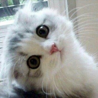 Profile Picture of Michael Inkiriwang (@MaruyamaEdo) on Twitter