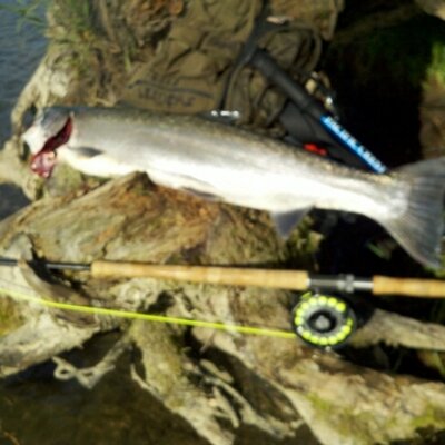 Profile Picture of Peter Sumner (@petersumner68) on Twitter