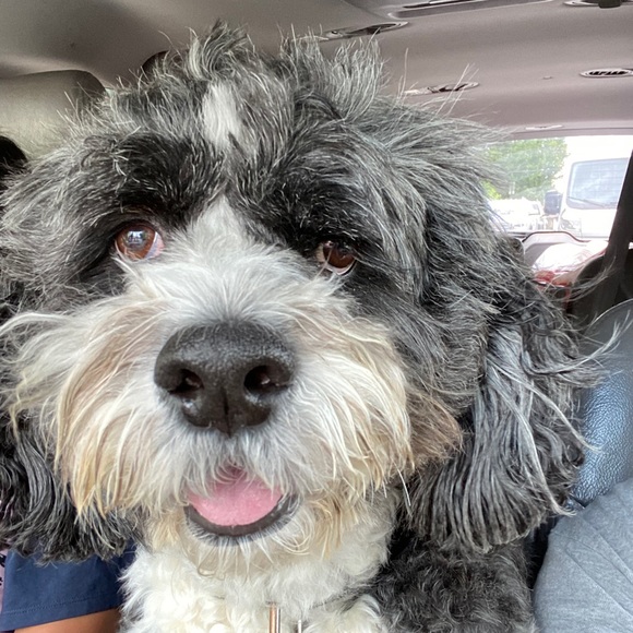 Profile Picture of Maria Michienzi (@mariaxo10) on Poshmark