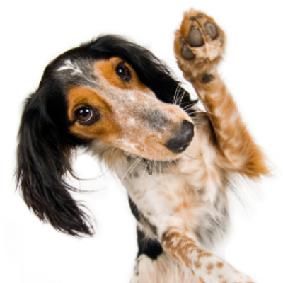 Profile Picture of Debra Pearson (@thinkpositivdog) on Twitter