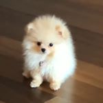 Profile Picture of 🐕🐕🐕 (@kiran_ram_devalraju) on Instagram