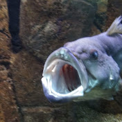 Profile Picture of Panagiotis Panousopoulos (@panagiotispanousopoulos9703) on Youtube