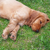 Profile Picture of Finbarr O'connor (@HomeBrew1001) on Youtube